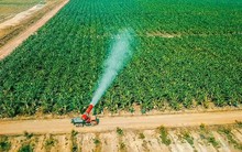 HAGL Agrico bất ngờ không còn bán hàng dưới giá vốn sau khi cổ đông “truy vấn”, quý 1/2025 lỗ thêm 84 tỷ, lỗ luỹ kế gần 9.500 tỷ đồng