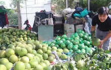 Không phải sầu riêng, loại quả của Việt Nam khiến Thứ trưởng Bộ Nông nghiệp Mỹ phải tấm tắc khen ngon 10/10: thuế nhập khẩu 0%, sản lượng hơn 900 nghìn tấn/năm