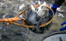 Brazil dỡ bỏ lệnh đình chỉ nhập khẩu cá rô phi Việt Nam