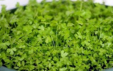 2 loại rau thơm "không ngậm thuốc trừ sâu", bán đầy ở khắp các chợ Việt