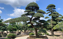 Cây tùng la hán trị giá 290 triệu đồng đột nhiên héo chết, người đàn ông kiện hàng xóm, tòa tuyên bố: 1 bên phải bồi thường toàn bộ