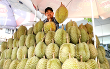 'Hàng xóm' của Việt Nam vừa chính thức gia nhập thị trường sầu riêng Trung Quốc: Quan chức gọi đây là 'thời khắc lịch sử', sản lượng ra sao so với các đối thủ?