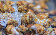 1 loại hải sản thơm mùi lá dứa của Việt Nam được Trung Quốc bỏ 16 triệu USD thu mua: Giòn sần sật, giàu omega-3, vô cùng đại bổ