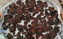 Việt Nam có loại rễ cây sần sùi dưỡng tóc đen mượt, kích thích mọc tóc, dùng đúng còn chữa được nhiều bệnh