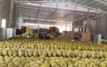 'Vua trái cây' rớt giá thảm: Đằng sau việc nhà nhà, người người trồng sầu riêng