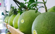 Trái bưởi tươi Việt Nam vào thị trường Australia