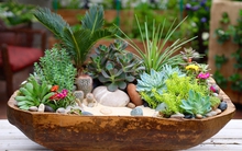 WHO đặc biệt cảnh báo 1 nguy cơ ngay trong nhà: Chuyên gia khuyên trồng loại cây giá rẻ này để "hóa giải"