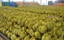 Không phải Thái Lan hay Việt Nam, một đối thủ sở hữu loại sầu riêng ‘độc nhất’ được Trung Quốc, Singapore liên tục săn lùng, giá gần 800.000 đồng/kg