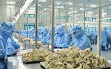 Lý do người Trung Quốc chưa biết nhiều về tổ yến Việt Nam