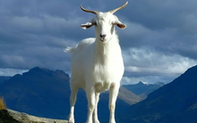 Nửa sau tháng 4 Âm lịch, 4 con giáp bước vào thời kỳ may mắn vượt bậc, công việc thuận lợi, giàu lên bất ngờ