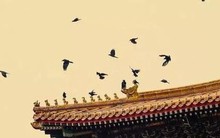 Vì sao cứ tới nửa đêm, Tử Cấm Thành lại đầy quạ đen bay đến?