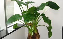 5 cây "ngũ quỷ" đặt trong phòng khách gây tai họa, cứ vô tư trồng thì cả nhà lãnh đủ rủi ro!