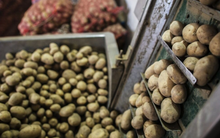 Nga gấp rút tìm cứu tinh cho loại nông sản quan trọng: Giá tăng 173% kể từ đầu năm, sản lượng sụt giảm mạnh