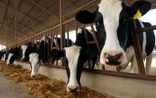 'Siêu bò sữa' của Trung Quốc: Cực kỳ khoẻ mạnh nhờ gen ưu việt, dễ nuôi, mỗi năm có thể cho 18.000 lít sữa