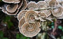 Một chất được coi là "vua chống ung thư" lại còn chống lão hóa và giảm đau: Nguồn bổ sung sẵn ngoài chợ