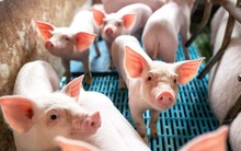 Công ty chăn nuôi Indonesia có đàn heo nái lớn thứ ba Việt Nam, bán ra 125.100 tấn thịt heo, kiếm 22.630 tỷ đồng trong năm 2024