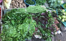 Việt Nam có loại “rau trường thọ” chỉ vài nghìn cả bó, cực giàu chất sắt, canxi và protein