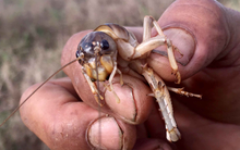 Gần 1 triệu đồng/kg đặc sản "oan gia nhà nông", ở quê có đầy mà ít ai hay