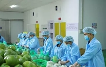 Lý do xuất khẩu rau quả sụt giảm mạnh