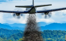 Mỹ tăng cường thả ruồi từ mức 20 triệu lên 100 triệu con xuống Panama mỗi tuần: Lý do thực sự là gì?