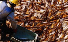 Kho báu dưới nước của Việt Nam sang Thái Lan đắt hàng kỷ lục: thu về hơn 200 triệu USD, Nhật Bản, Mỹ liên tục chốt đơn