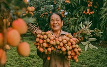 Cảm nhận niềm vui lao động qua bộ ảnh người dân thu hoạch vải