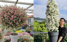 Bị chê “chỉ trồng hoa chẳng làm ăn gì”, chàng trai 9X khiến cả làng nể phục với khu vườn triệu bông