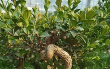 5 cây xanh giới nhà giàu "quý hơn vàng", gia đình phú quý càng thêm thịnh vượng