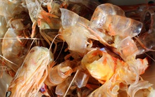 Việt Nam sản xuất tôm tốp 5 thế giới, nhưng thứ bị bỏ đi mới là "mỏ vàng" tỷ đô: Giá trị gấp 25 lần tôm