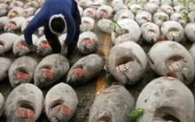 ‘Siêu thực phẩm’ của Việt Nam bất ngờ đắt hàng tại Bồ Đào Nha: Xuất khẩu tăng 313%, cả châu Âu đều ưa chuộng