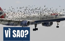 Kiến thức Vật Lý lớp 10 này sẽ khiến bạn hiểu ra điều không tưởng: Vì sao chim có thể đâm thủng cả máy bay!