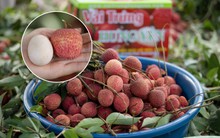 Từng chạm mốc 400.000 đồng/kg, cận cảnh cây vải tổ khiến nhiều người bất ngờ về giống vải trứng