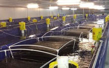 Lộ diện 'át chủ bài' mới cho mỏ vàng 4 tỷ USD của Việt Nam: Vừa bị Mỹ áp thuế phá giá hơn 35% - nước ta là ông trùm top 2 toàn cầu