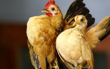 Giống gà đắt đỏ bậc nhất hành tinh, giá đến cả trăm triệu đồng/con