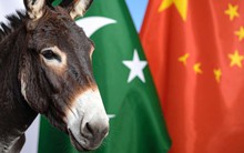 Từ miếng da lừa đến ejiao: Cơn khát kỳ lạ của Trung Quốc khiến “đồng minh trong mọi hoàn cảnh” gặp khó