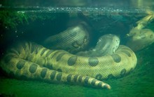 Bí mật chưa kể về 3 ‘sát thủ máu lạnh’ đáng sợ nhất hành tinh