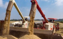 Hàng trăm nghìn tấn 'hạt vàng' từ Mỹ ồ ạt đổ bộ Việt Nam với giá cực rẻ: thuế nhập khẩu 0%, là thứ cả thế giới thèm khát