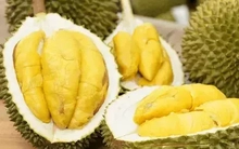 Sầu riêng đông lạnh Việt "rộng đường" vào Trung Quốc