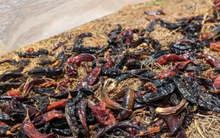 Một loại quả của Việt Nam được người Lào cực kỳ mê: Là gia vị triệu đô đắt hàng của thế giới, thu về hơn 100 tỷ đồng kể từ đầu năm