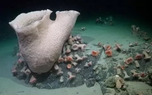 Thế giới ngầm tuyệt đẹp bên dưới tảng băng trôi Nam Cực