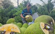 Nhiều loại trái cây rớt giá 'không lối thoát'