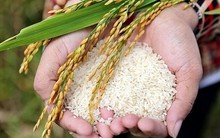 Bắt đầu từ OEM ngành gạo, nước cờ tiếp theo của TCO là gì?