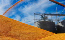 Mỹ tìm ra loạt cứu tinh cho mặt hàng bị Trung Quốc ‘xa lánh’: Hàng loạt khách hàng vừa chốt đơn hàng triệu tấn, giá rẻ hấp dẫn