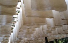 Hàng chục nghìn tấn 'vàng trắng' của Việt Nam được Malaysia đổ tiền mua: xuất khẩu tăng hơn 300%, nước ta sở hữu diện tích trồng hơn 900.000 ha