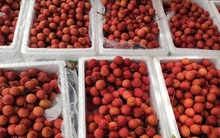 'Ruby đỏ' của Việt Nam ngon đến mức người Trung Quốc cũng phải tấm tắc khen, giá xuất khẩu tăng gấp 3 lần trong năm nay