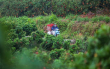 Đặc sản Việt Nam tự tin "tốt nhất từ trước đến nay": TQ gần như ôm trọn, chiếm 97% tổng hàng xuất ngoại