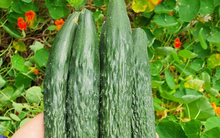 Loại quả nhiều nước hơn dưa hấu, thường bị nhầm là rau: Nên ăn cả vỏ, có loại giá gần 400.000đ/kg