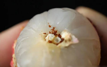 Bóc vỏ quả vải, phần đen trên cuống là gì? Nhiều người nghĩ là "phân sâu", chuyên gia trả lời