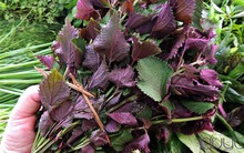 Loại lá chống oxy hóa "đỉnh nóc", giá bèo bọt chỉ từ 5.000 đồng/bó, chợ Việt nào cũng bán