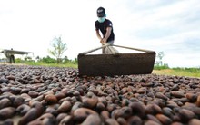 Hàng trăm nghìn tấn "hạt vàng" của Campuchia ồ ạt về Việt Nam, là mặt hàng nước ta xuất đi hơn 90 nước